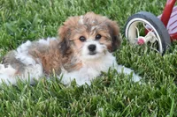 Banjo, a male Cavachon for sale in Eldorado, OH – 3 of 5