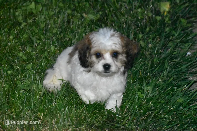 Darcy, a female Cavachon for sale in Eldorado, OH – 1 of 3