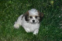 Darcy, a female Cavachon for sale in Eldorado, OH – 1 of 3