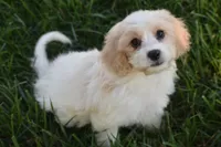 Max, a male Cavachon for sale in Eldorado, OH – 3 of 5