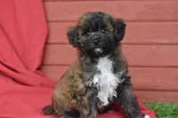 Pansy, a female Poochon for sale in Eldorado, OH – Photo 2 of 4