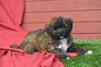 Pansy, a female Poochon for sale in Eldorado, OH – Photo 4 of 4