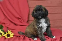 Pansy, a female Poochon for sale in Eldorado, OH – Photo 1 of 4