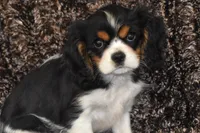 processed/1f1307c2-56e1-4b5a-beaf-ea794a0c3f3a/listing/5089da3c-fa28-4d5c-a3e3-5861e1903620/2b5b190b-e051-4a41-a25b-44111278ab1b