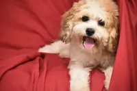 Murphy, a male Cavachon for sale in Eldorado, OH – 3 of 3