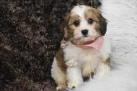 processed/1f1307c2-56e1-4b5a-beaf-ea794a0c3f3a/listing/51c57eec-6753-4ebf-aa13-f8bc1ebd5d91/089f5f52-8a8a-4393-8142-b75ae0d993c5