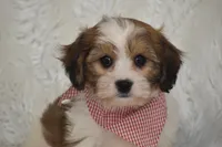 processed/1f1307c2-56e1-4b5a-beaf-ea794a0c3f3a/listing/51c57eec-6753-4ebf-aa13-f8bc1ebd5d91/7f28fe76-f9cd-4716-b11c-15dda91960d2