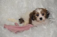 processed/1f1307c2-56e1-4b5a-beaf-ea794a0c3f3a/listing/51c57eec-6753-4ebf-aa13-f8bc1ebd5d91/84cb869f-7dbb-493e-8c43-71c62021144b