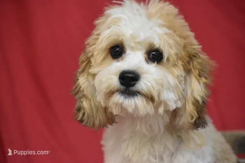 Murphy – Cavachon puppy for sale in Eldorado, OH