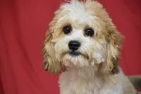 Murphy, a male Cavachon for sale in Eldorado, OH – 1 of 3