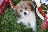 Banjo, a male Cavachon for sale in Eldorado, OH – 1 of 5