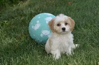Lulu , a female Cavachon for sale in Eldorado, OH – 3 of 5