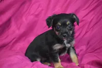 Miss Tinkerbelle, a female Yorkipoo for sale in Eldorado, OH – 3 of 3