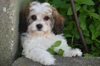 Duggar, a male Cavachon for sale in Eldorado, OH – 3 of 5