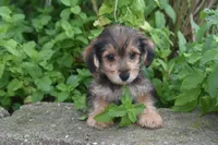 Mocha, a male Yorkipoo for sale in Eldorado, OH – 2 of 3