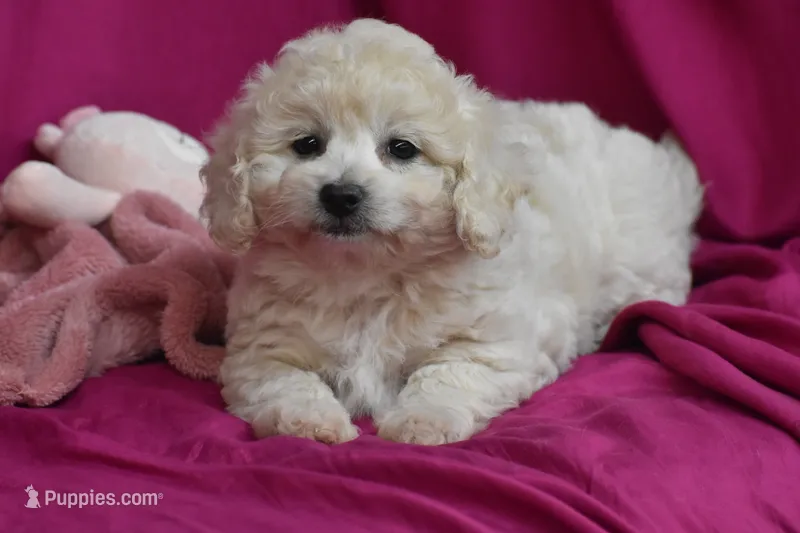 Chica – Bichpoo puppy for sale in Eldorado, OH