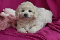 Chica, a female Bichpoo for sale in Eldorado, OH – 1 of 4