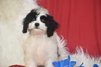 Riley, a male Cavachon for sale in Eldorado, OH – 3 of 4