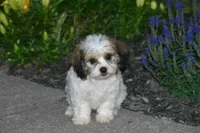Darcy, a female Cavachon for sale in Eldorado, OH – 3 of 3