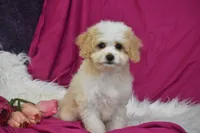 Rosie, a female Cavachon for sale in Eldorado, OH – 2 of 3