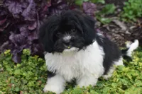 Lasso, a male Cavachon for sale in Eldorado, OH – 3 of 4