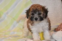 Peter Pan , a male Bichpoo for sale in Eldorado, OH – 3 of 3