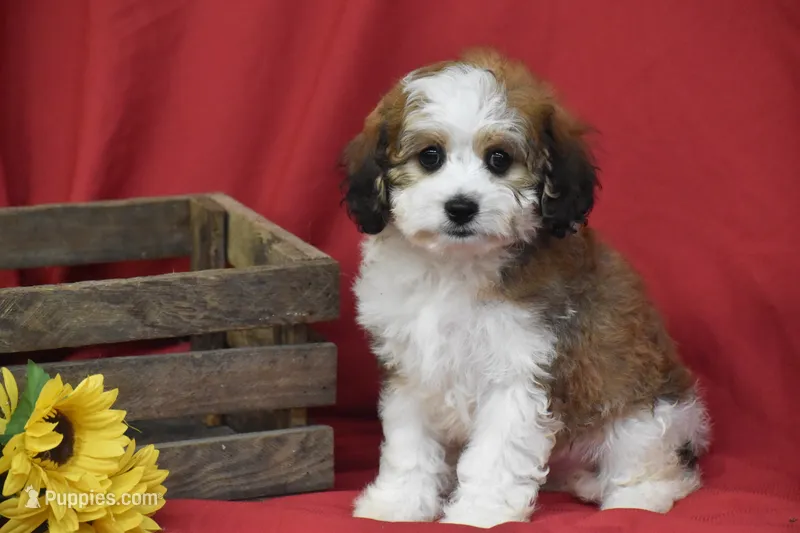 Buttons – Cavachon puppy for sale in Eldorado, OH