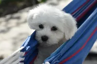 Mr. Wiggles, a male Bichon Frise and Coton de Tulear for sale in Eldorado, OH – Photo 1 of 3