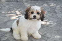 Davey, a male Cavachon for sale in Eldorado, OH – 2 of 6