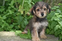Mocha, a male Yorkipoo for sale in Eldorado, OH – 1 of 3
