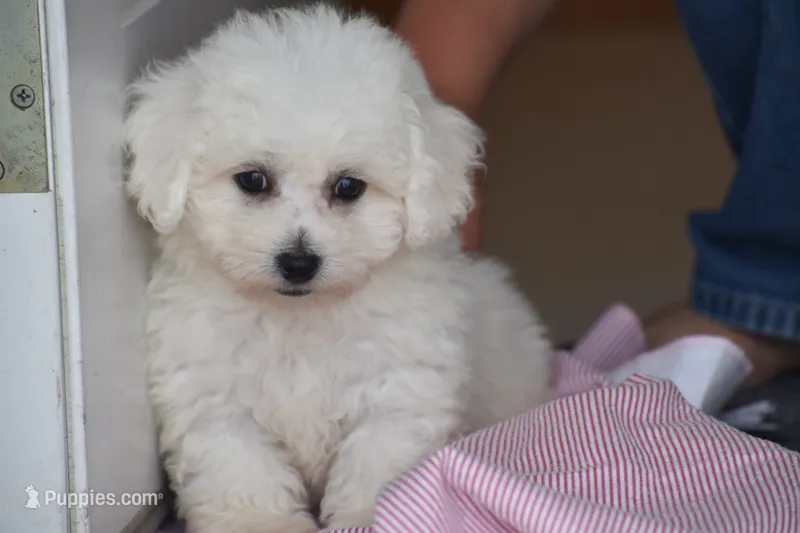Candy – Bichon Frise puppy for sale in Eldorado, OH