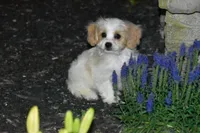 Boyd, a male Cavachon for sale in Eldorado, OH – 5 of 5