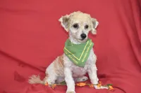 Buddy, a male Bichpoo for sale in Eldorado, OH – 3 of 3