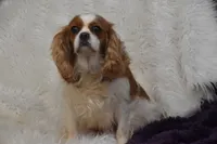 processed/1f1307c2-56e1-4b5a-beaf-ea794a0c3f3a/listing/6e18dae7-26bf-43ee-99dc-3c02f3eb6d81/66944b63-74ee-42f0-acf5-34363a2199c7