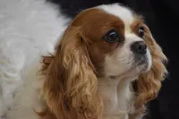 processed/1f1307c2-56e1-4b5a-beaf-ea794a0c3f3a/listing/6e18dae7-26bf-43ee-99dc-3c02f3eb6d81/bc1e454f-c1c3-436b-b916-0a1d5a1b42c8