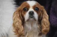 processed/1f1307c2-56e1-4b5a-beaf-ea794a0c3f3a/listing/6e18dae7-26bf-43ee-99dc-3c02f3eb6d81/d03661b3-97d3-4150-8e80-16e0d41d4489