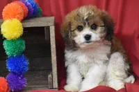 Banjo, a male Cavachon for sale in Eldorado, OH – 3 of 5
