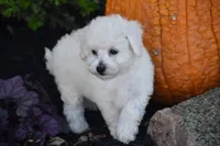 Bunny, a female Bichpoo for sale in Eldorado, OH – 3 of 5