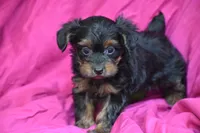 Miss Torrie, a female Yorkipoo for sale in Eldorado, OH – 2 of 3