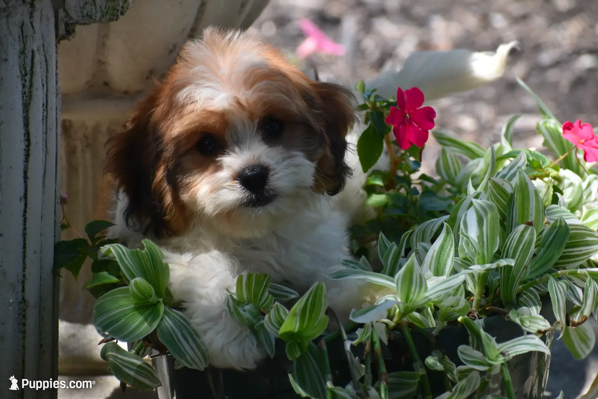 Sprinkles, a female Cavachon for sale in Eldorado, OH – 3 of 5