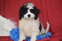 Riley, a male Cavachon for sale in Eldorado, OH – 4 of 4