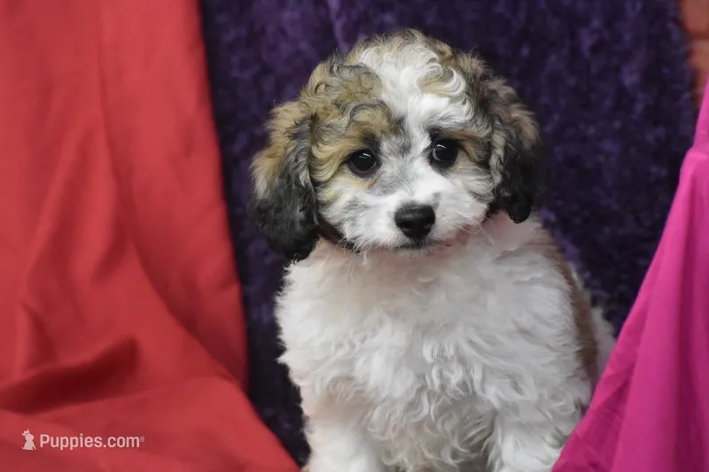 Chi chi – Bichpoo puppy for sale in Eldorado, OH
