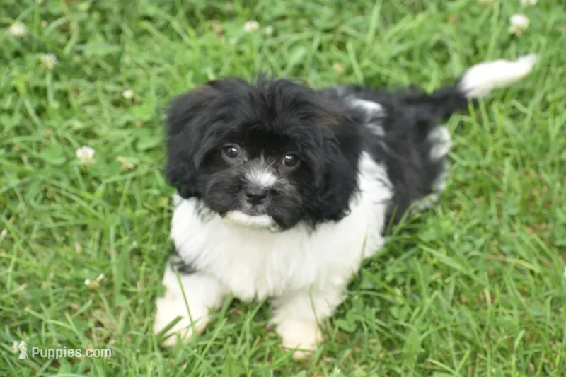 Lasso – Cavachon puppy for sale in Eldorado, OH