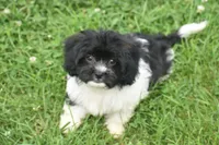 Lasso, a male Cavachon for sale in Eldorado, OH – 1 of 4
