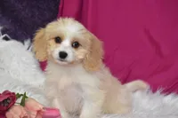 Molly, a female Cavachon for sale in Eldorado, OH – 3 of 3