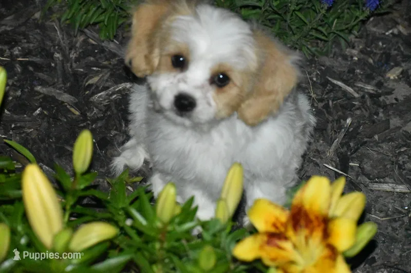 Boyd, a male Cavachon for sale in Eldorado, OH – 1 of 5