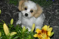 Boyd, a male Cavachon for sale in Eldorado, OH – 1 of 5