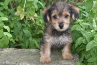 Mocha, a male Yorkipoo for sale in Eldorado, OH – 3 of 3