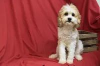 Murphy, a male Cavachon for sale in Eldorado, OH – 2 of 3