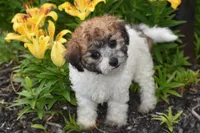 Polly, a female Bichpoo for sale in Eldorado, OH – 4 of 4